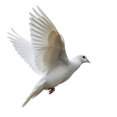 A beautiful white dove with outstretched wings in flight against a stark black background symbolizing peace and freedom