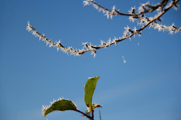 Frost on a tree branch and leaves. Against a blue sky background.