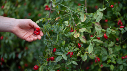 Rosehip on the rosa canina bush  in early autumn, ready for harvest. Lots of red healthy berries, foraging for wild food.