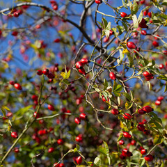 Rosehip on the rosa canina bush b in early spring, ready for harvest. Lots of red healthy berries.