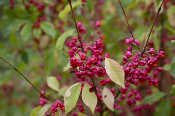 Euonymus europaeus, the spindle, European spindle,  common spindle -  ornamental plant with colourful poisonous berries native to Europe.