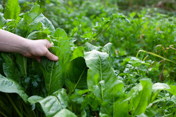 Giant spinach leaves in the ecological garden -  hervest time.