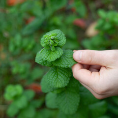 Apple mint  -  wolly mint with round leaves and unusual fruity aromatic leaves.