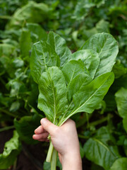 Giant spinach leaves in the ecological garden -  hervest time.