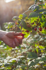 Raspberry plant, Rubus idaeus with red fruit in the European woodland -  collecting wild fruit for the traditional medicine and preserves.