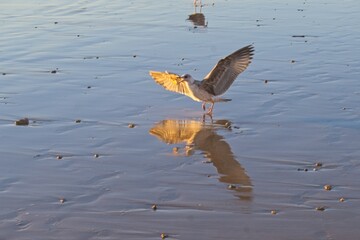seagull at a beach in andalusia