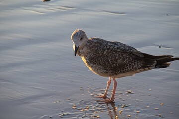 seagull at a beach in andalusia