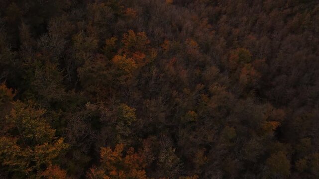 Langsamer Drohnen Flug - Luftaufnahme - &uuml;ber dem herbstlichen Wald