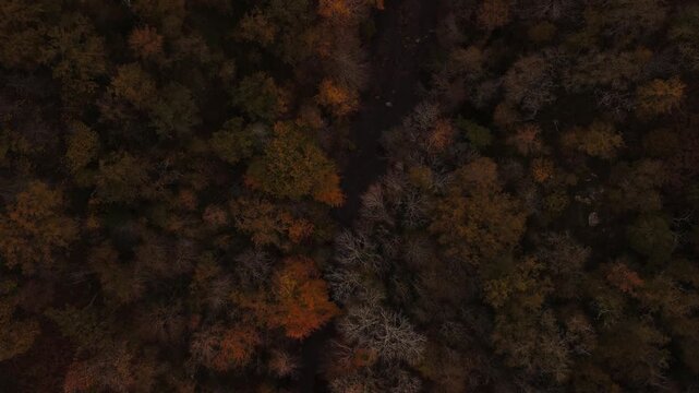 Langsamer Drohnen Flug - Luftaufnahme - &uuml;ber dem herbstlichen Wald