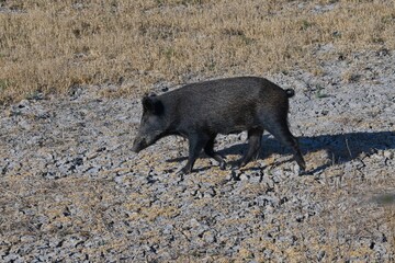 wild boar in the Donana National Park in Andalusia
