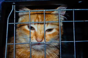 Rescued ginger cat with soulful eyes peering through cage bars, a touching portrait of hope and healing for animal rescue campaigns and compassionate adoption