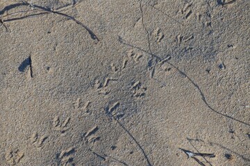 animal tracks in the Donana National Park in Andalusia