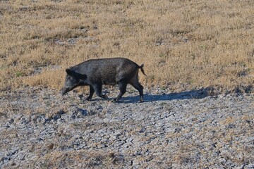 wild boar in the Donana National Park in Andalusia