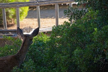deer in the Donana National Park in Andalusia