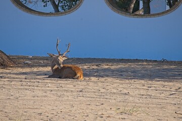 deer in the Donana National Park in Andalusia