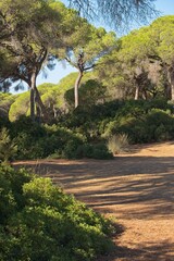 landscape in the Donana National Park in Andalusia