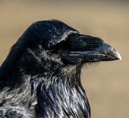 Raven Denali National Park