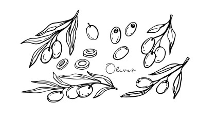 Olive branches, Fruits hand drawn doodle sketch. Vegetable for Mediterranean or vegan diet, organic cosmetics, for advertising, packaging. For menu, cafe, restaurant, poster, banner, emblem, sticker