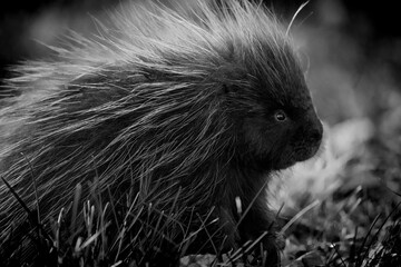 Porcupine in Alaska eating 