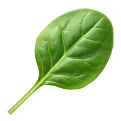 spinachs isolated on transparent white background full depth of field clipping path 