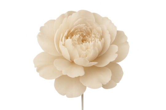 Beige peony flower blossom on transparent background