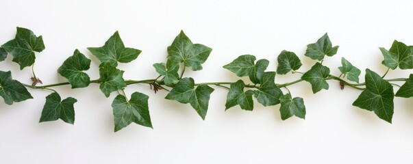 A trailing vine of green ivy leaves arranged neatly against a plain background.