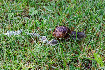 Garden snail, Cornu aspersum, a land snail with slime which has medical uses.