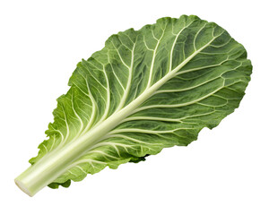 cabbages isolated on transparent white background full depth of field clipping path 