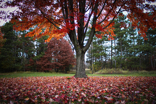 A maple tree preparing for winter with vibrant red leaves in a field covered in fallen autumn leaves. Beauty in nature background. Midwest United States landscape. Abstract change and cycle of life.