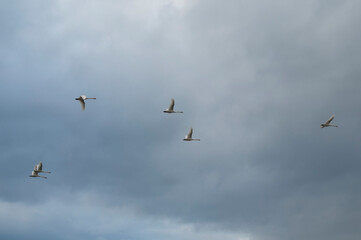 white swans fly in the sky under the bright sun