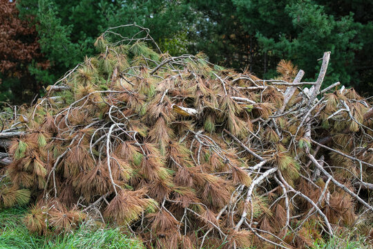 A large pile of cut pine branches with both green and brown needles from recently cleared trees. The branches are tangled together. Nature, parks, forestry and environment background. Pine trees.