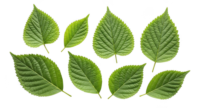 Leaf isolated on transparent background