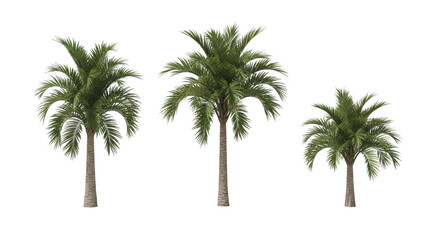 Obraz premium Palm tree isolated on transparent background
