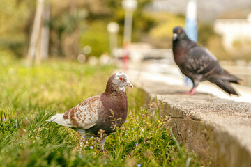 Two pigeons on green grass in soft afternoon light, one brown white and one dark grey bird in relaxed urban park scene