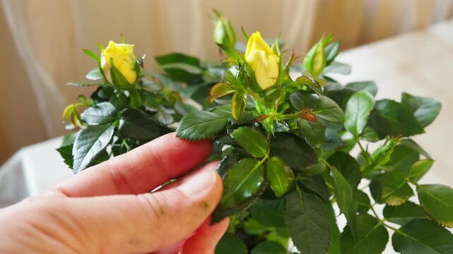 Delicate miniature yellow roses are examined by experienced gardener to check for plant diseases and damaged leaves. Vibrant colors add life and charm to the surroundings evoking admiration and peace