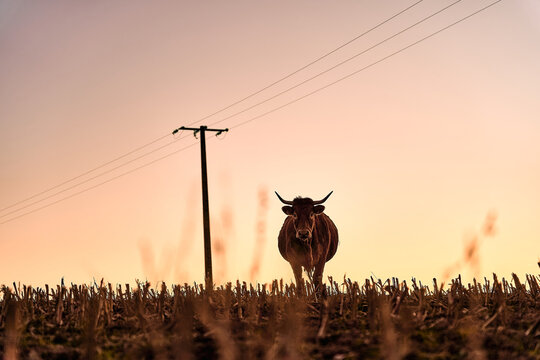 Cow at Dusk Under Powerlines