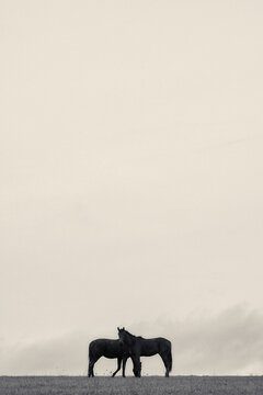 Two Horses Grazing Minimalist