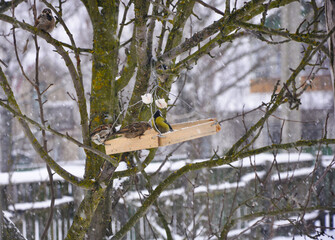 Small birds sitting on a handmade wooden bird feeder during snowfall in winter. Sparrows and a great tit feed on the tree branch covered with moss and snow, creating a cozy natural scene.