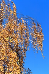 Gelbes Herbstlaub einer Birke und blauer Himmel