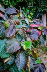 Vibrant ornamental shrub with striking foliage for adding colorful texture to garden designs and botanical illustrations, bringing nature's beauty indoors