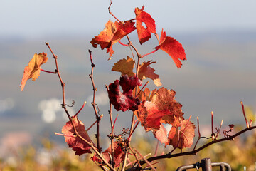 Rotes Weinlaub im Herbst, niederösterreichisches Weinviertel
