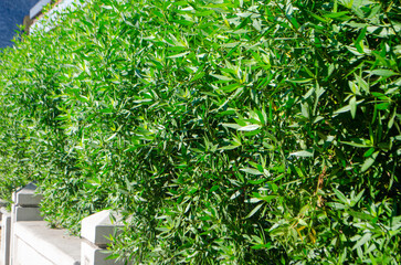 Lush green foliage creates a natural privacy screen, perfect for garden design inspiration and sustainable landscaping projects, vibrant and eco friendly