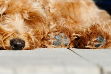 Detailed Close-Up of Small Dog Paw, Paw Pads and Pet Health Concept