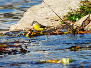 Grey Wagtail Searching for Food in Željeznica River