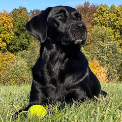 Black Labrador with Ball in the Yard in Autumn