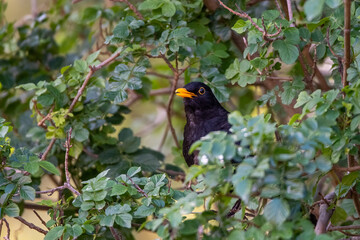 Common Blackbird (Turdus merula) in its natural habitat