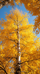 Fototapeta premium Low-angle shot of birch with golden foliage against blue sky. Represents vibrancy of nature, change of seasons, autumn aesthetic and organic beauty