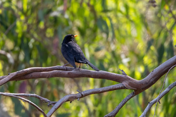 Common Blackbird (Turdus merula) in its natural habitat