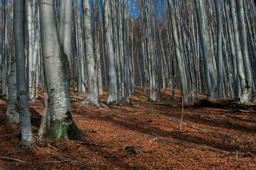Panoramic views around beech trees are unique without leaves. Autumn transparent beech forest.