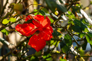 A slightly wilted red flower with slightly damaged leaves, bathed in sunlight and surrounded by green thorny branches&mdash;a natural detail in warm light